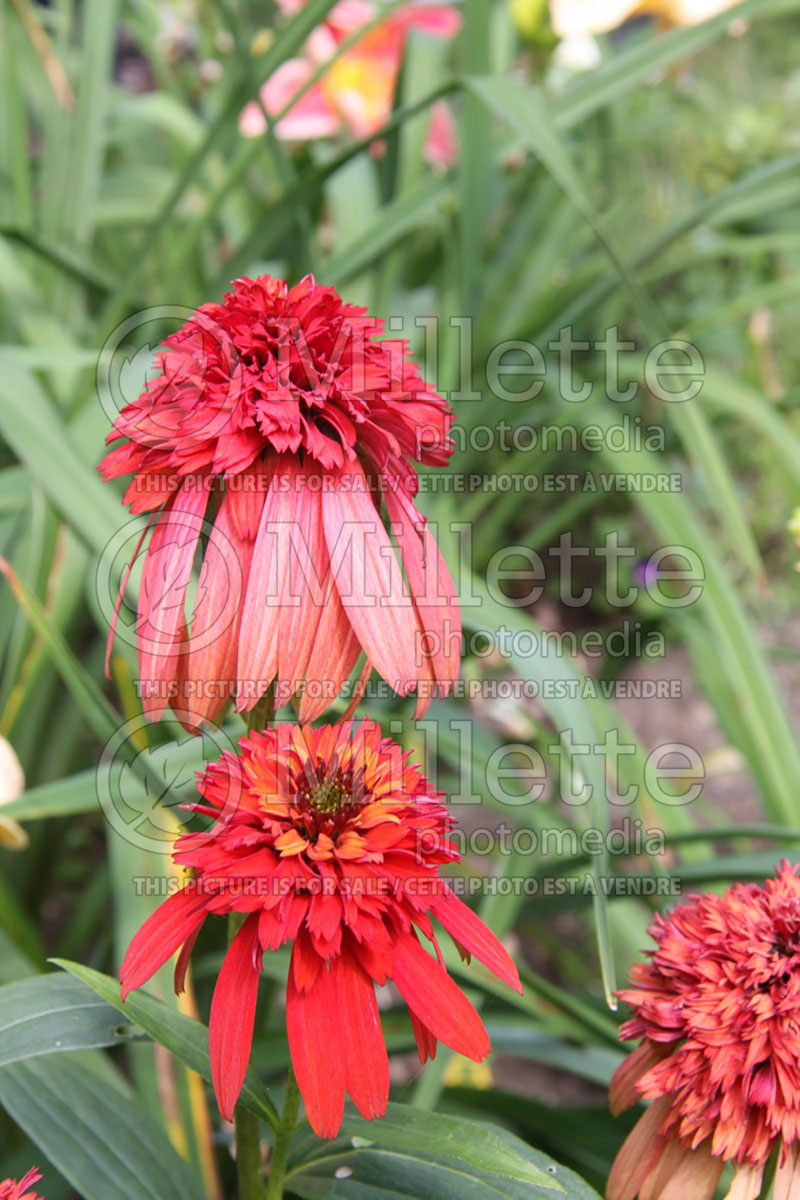 Echinacea Hot Papaya (Coneflower)  2