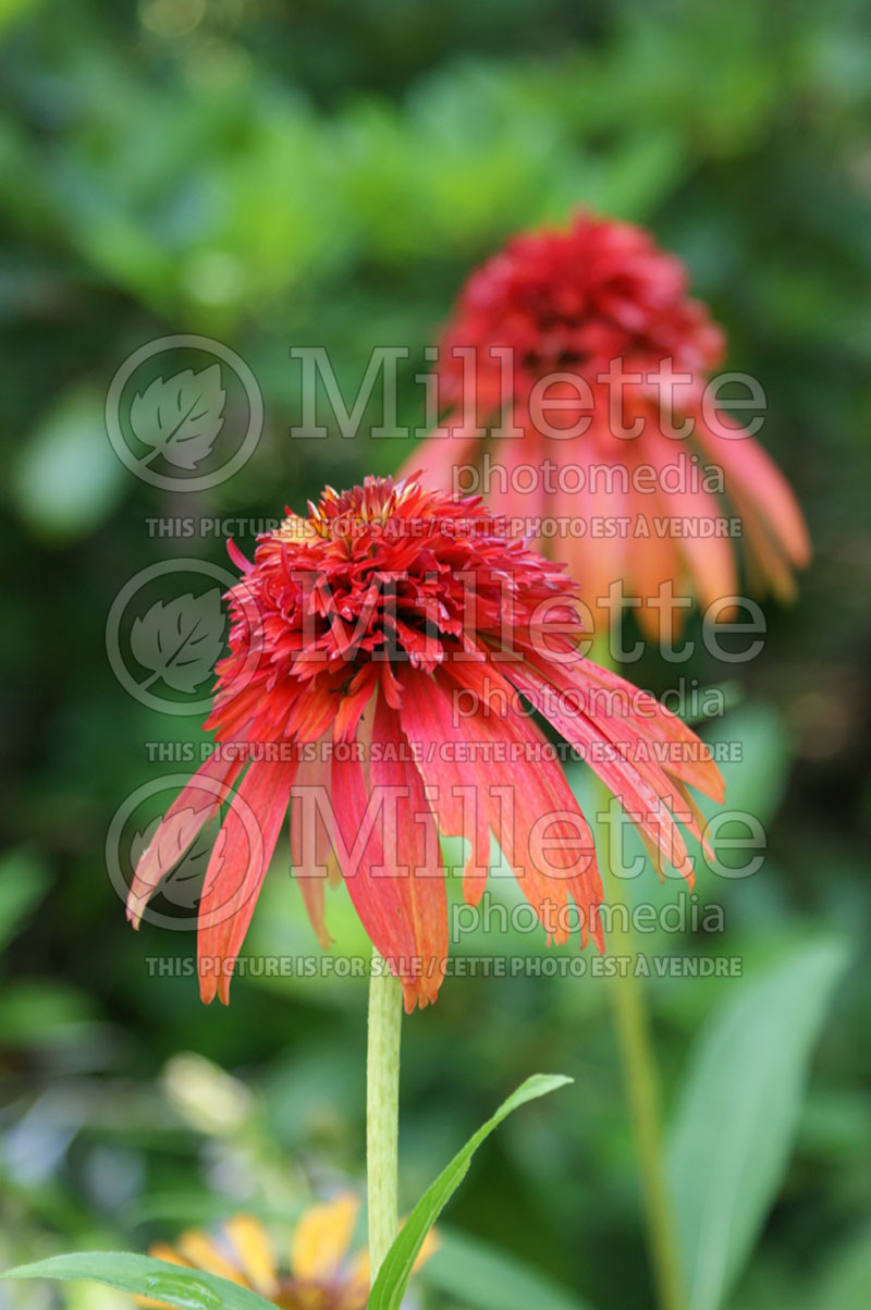 Echinacea Hot Papaya (Coneflower)  14