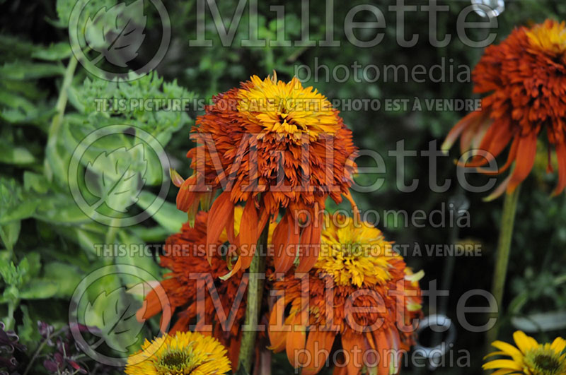 Echinacea Hot Papaya (Coneflower) 12