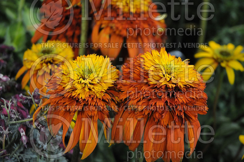 Echinacea Hot Papaya (Coneflower)  11