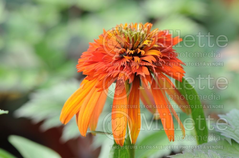 Echinacea Hot Papaya (Coneflower) 10 