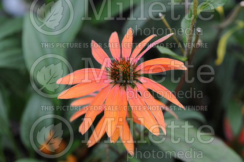 Echinacea Hot Summer (Coneflower) 1