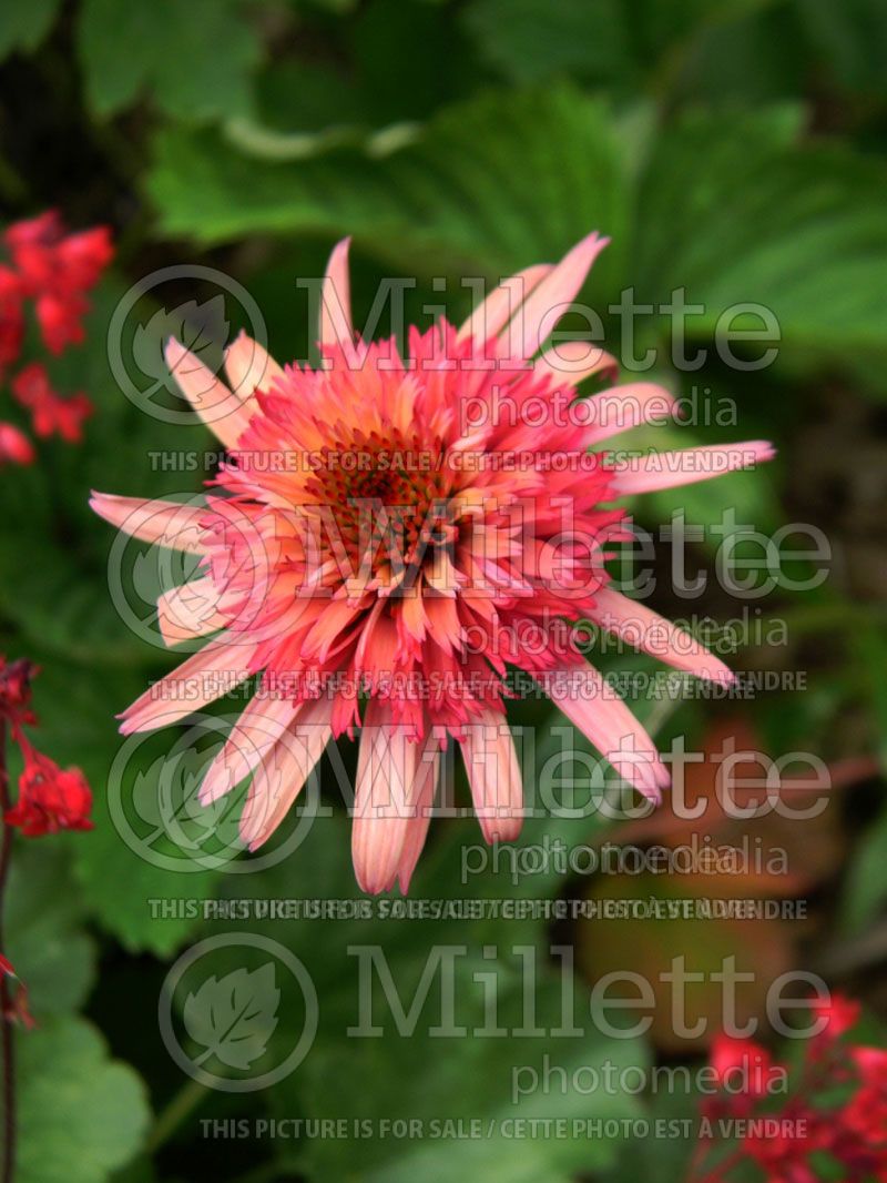 Echinacea Irresistible (Coneflower)  2