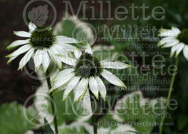 Echinacea Jade (Coneflower)  1