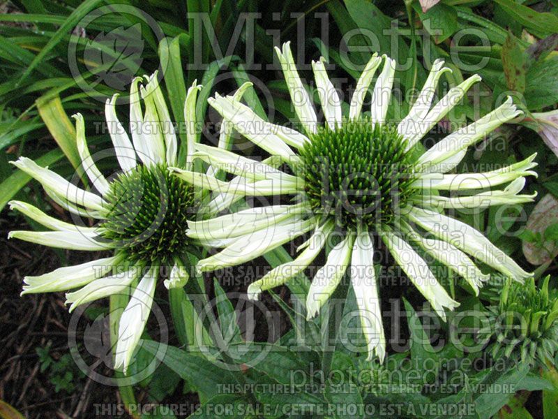 Echinacea Jade (Coneflower)  6