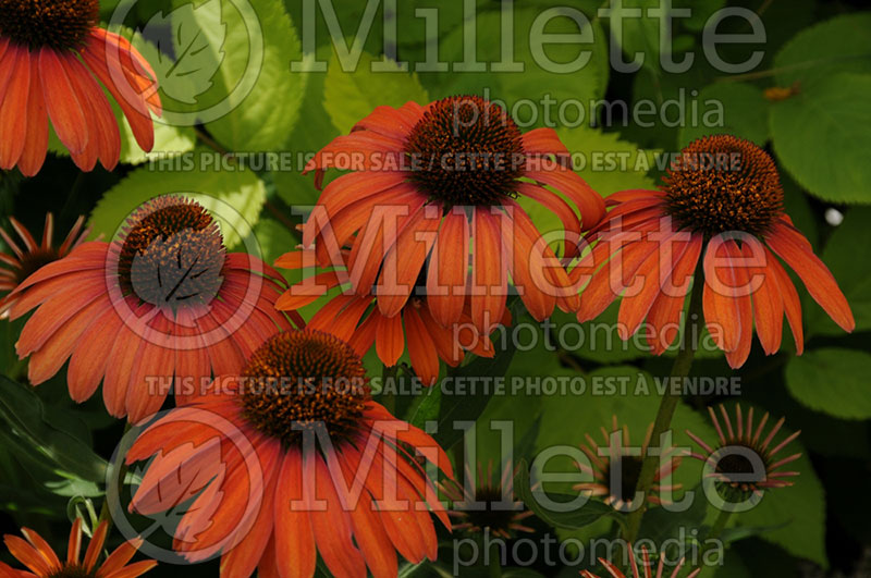 Echinacea Butterfly Julia aka Julia (Coneflower) 1 