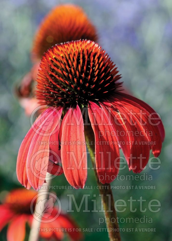 Echinacea Butterfly Julia aka Julia (Coneflower) 3 