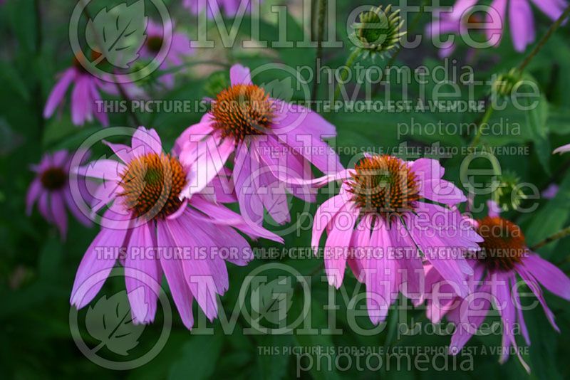 Echinacea Kim's Knee High (Coneflower) 1