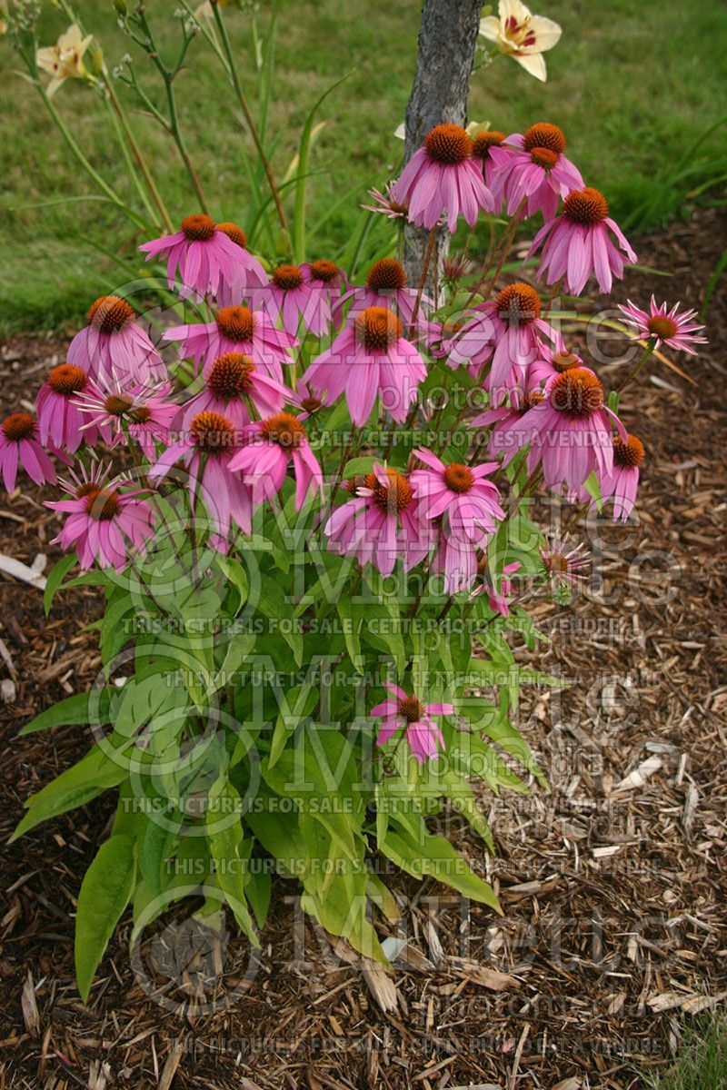 Echinacea Kim's Knee High (Coneflower) 2