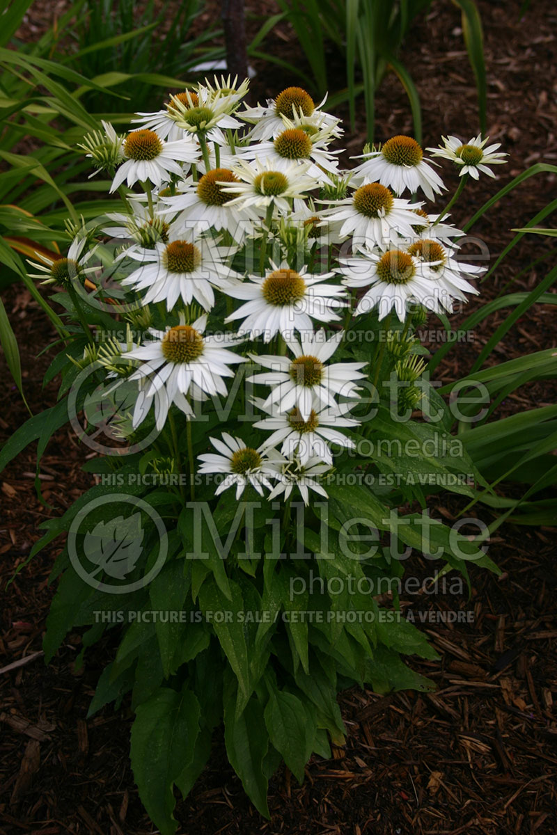 Echinacea Kim's Mophead (Coneflower) 1