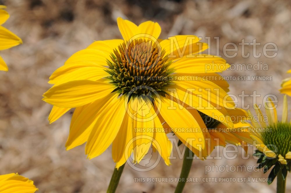 Echinacea Prairie Pillars Leilani (Coneflower) 2 