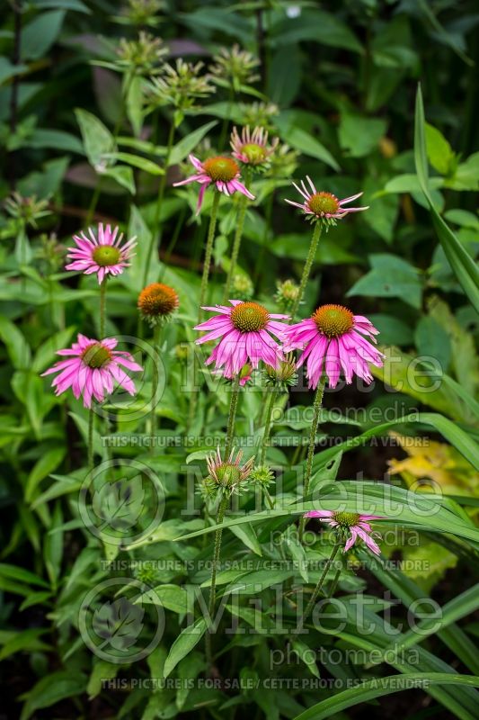 Echinacea Little Annie (Coneflower) 2 