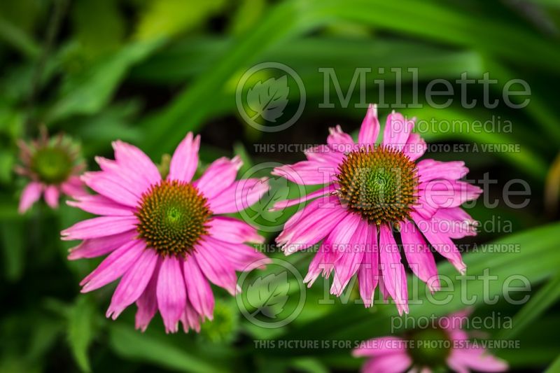 Echinacea Little Annie (Coneflower) 3 