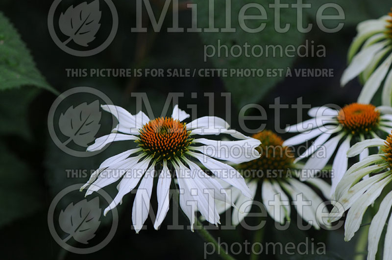 Echinacea Lucky Star (Coneflower) 1