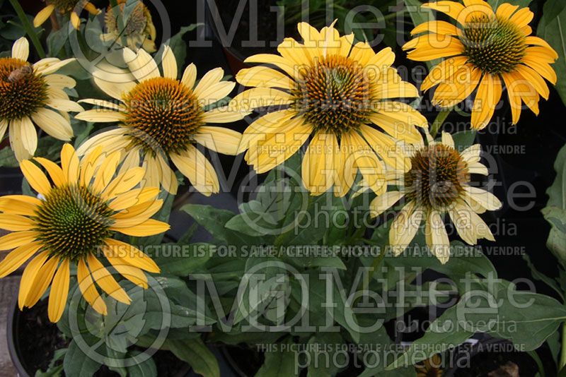 Echinacea Mac'n Cheese (Coneflower)  1