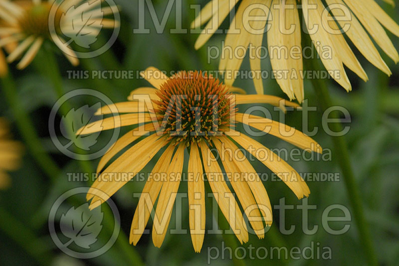 Echinacea Mango Meadowbrite (Coneflower) 1