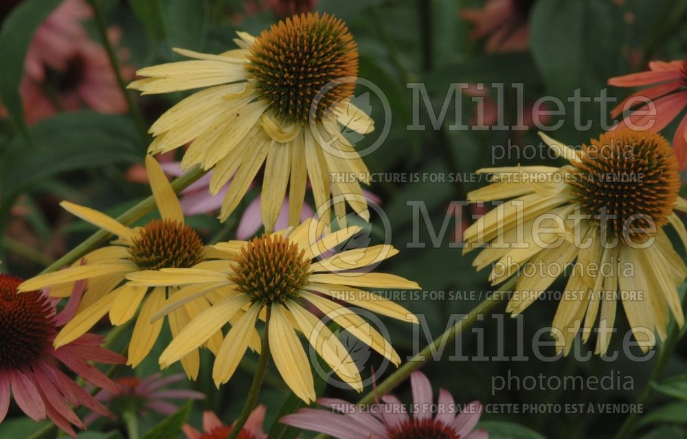 Echinacea Mango Meadowbrite (Coneflower) 2