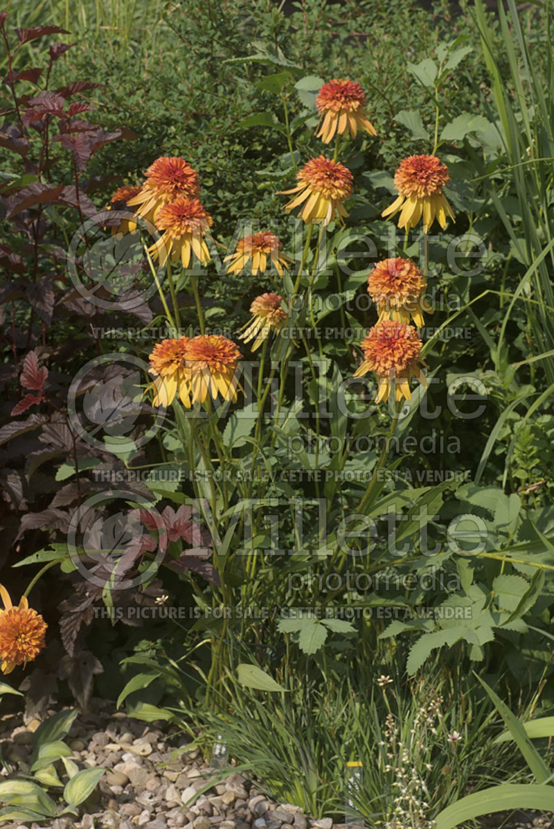 Echinacea Cone-fections Marmalade (Coneflower) 3 