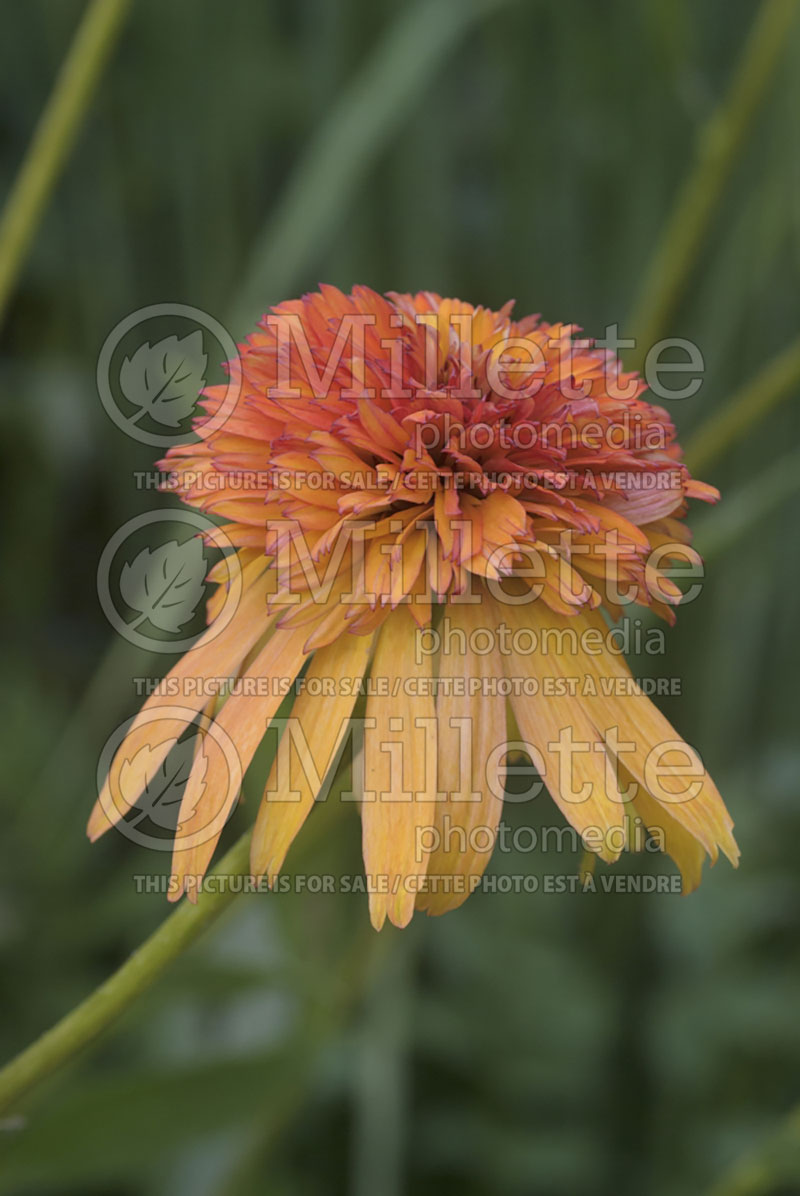 Echinacea Cone-fections Marmalade (Coneflower) 4 