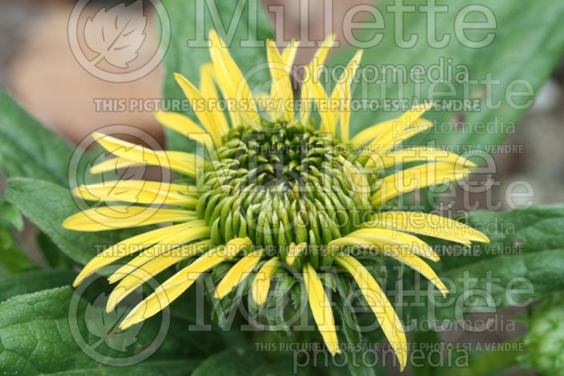 Echinacea Maui Sunshine (Coneflower)  1