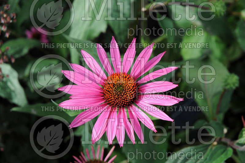 Echinacea Merlot (Coneflower) 2 