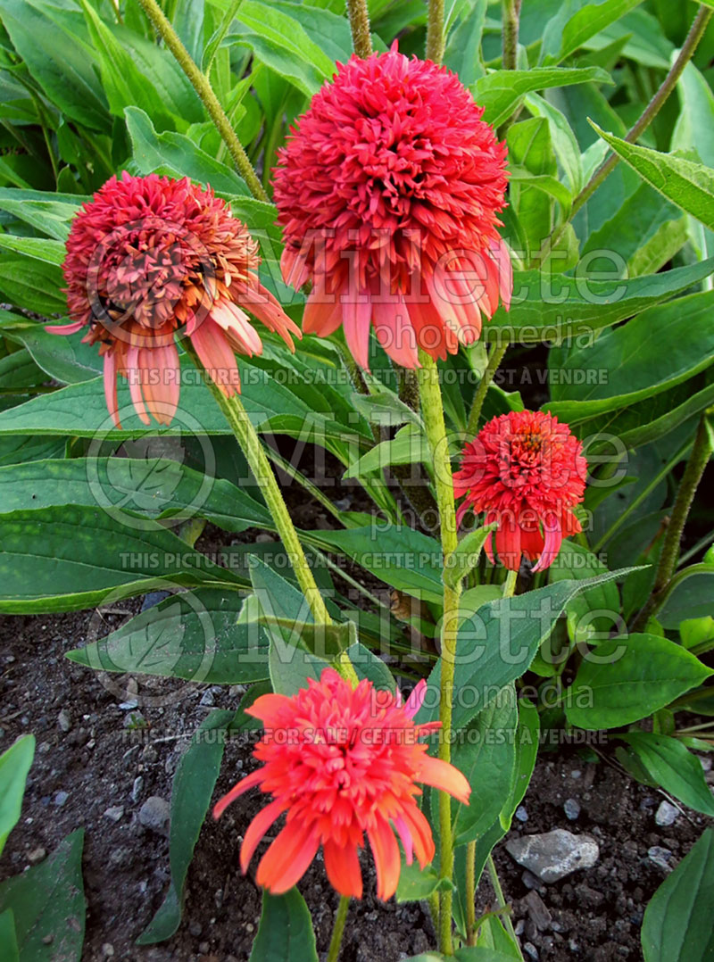 Echinacea Meteor Red (Coneflower) 1 