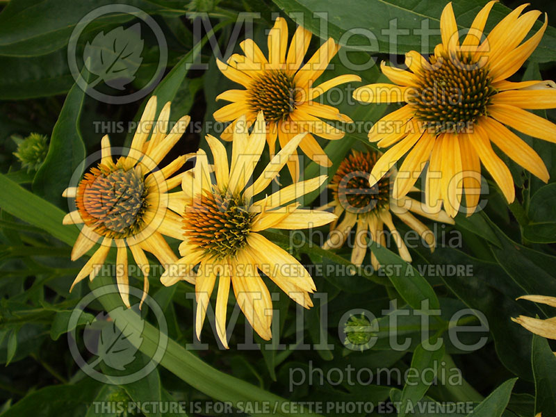 Echinacea Mistical Amber Mist (Coneflower) 1 