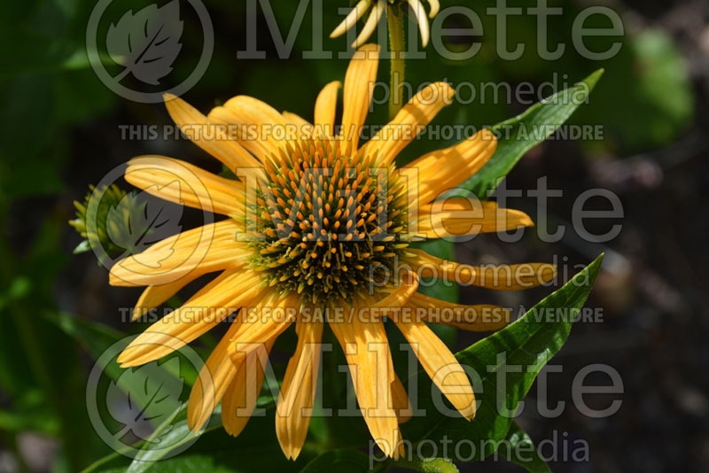 Echinacea Mistical Amber Mist (Coneflower) 2