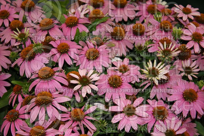 Echinacea Mistral (Coneflower) 1