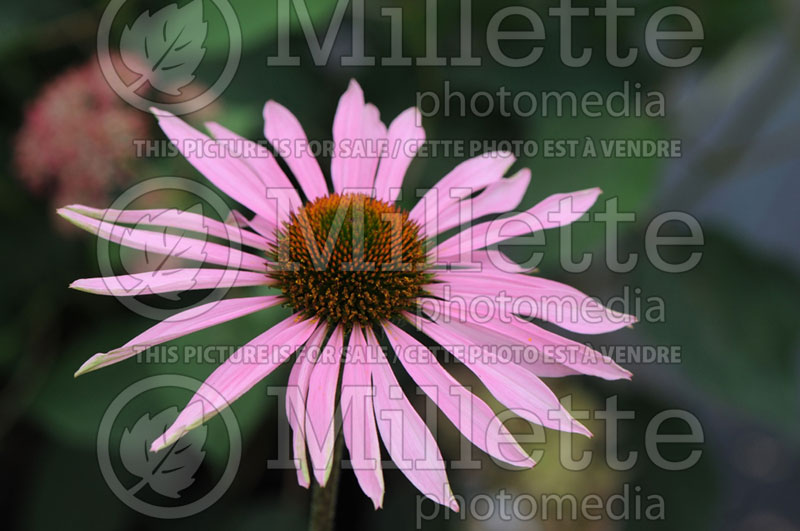 Echinacea Mystical Pink Mist (Coneflower) 1