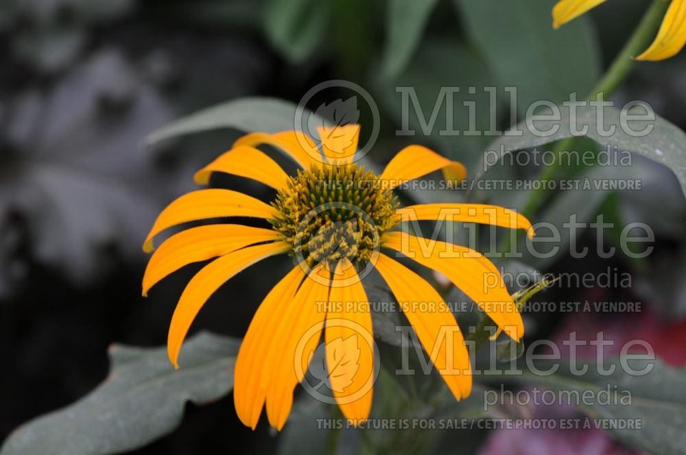 Echinacea Now Cheesier (Coneflower) 2 