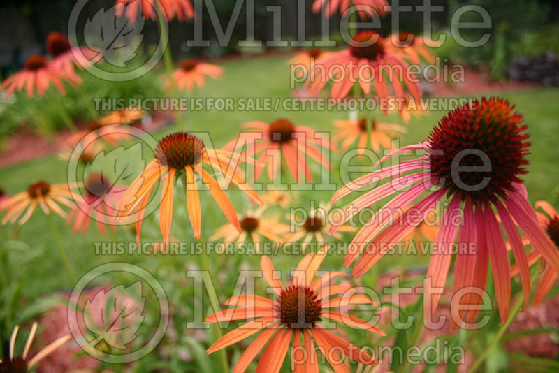 Echinacea Orange Meadowbrite (Coneflower) 1