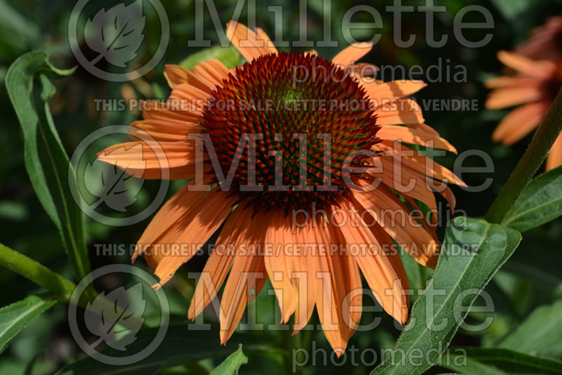 Echinacea Orange Passion (Coneflower) 1