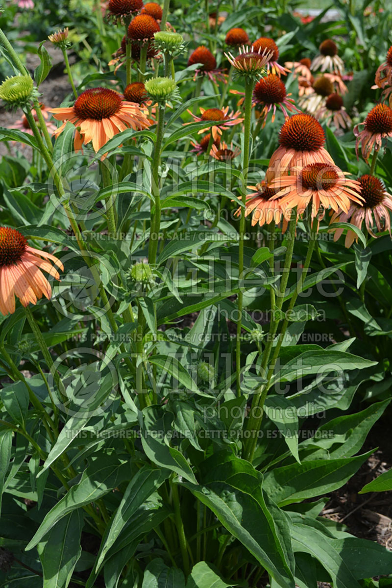 Echinacea Orange Passion (Coneflower) 2