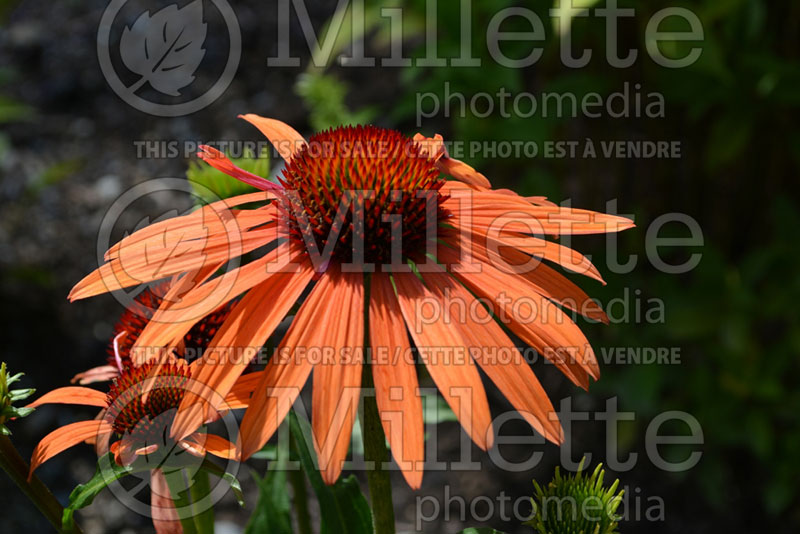 Echinacea Orange Passion (Coneflower) 3