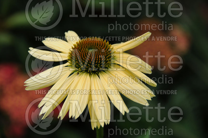 Echinacea Osiris Petite Peche (Coneflower) 1