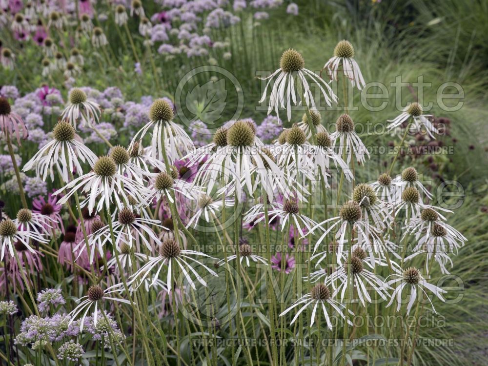 Echinacea pallida (Coneflower) 2 