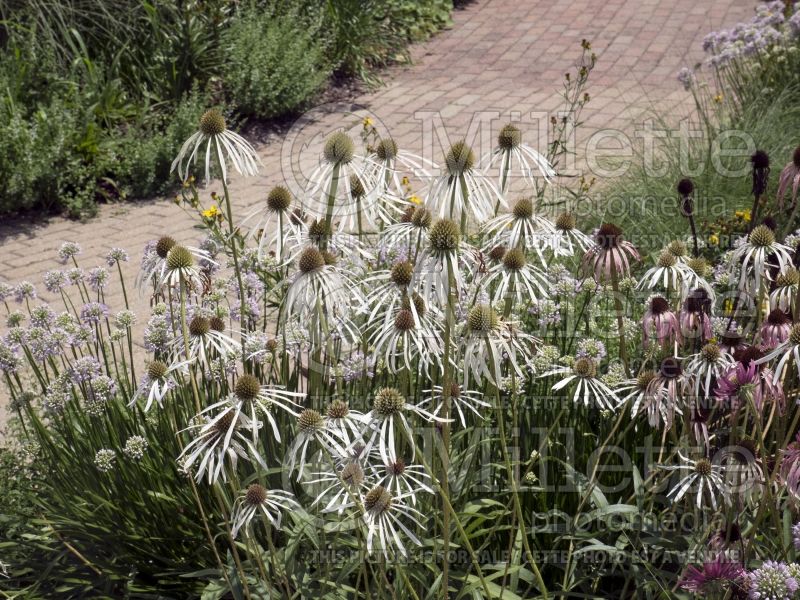 Echinacea pallida (Coneflower) 1 