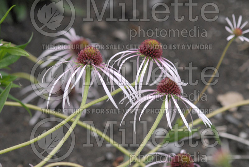 Echinacea Hula Dancer (Coneflower) 1