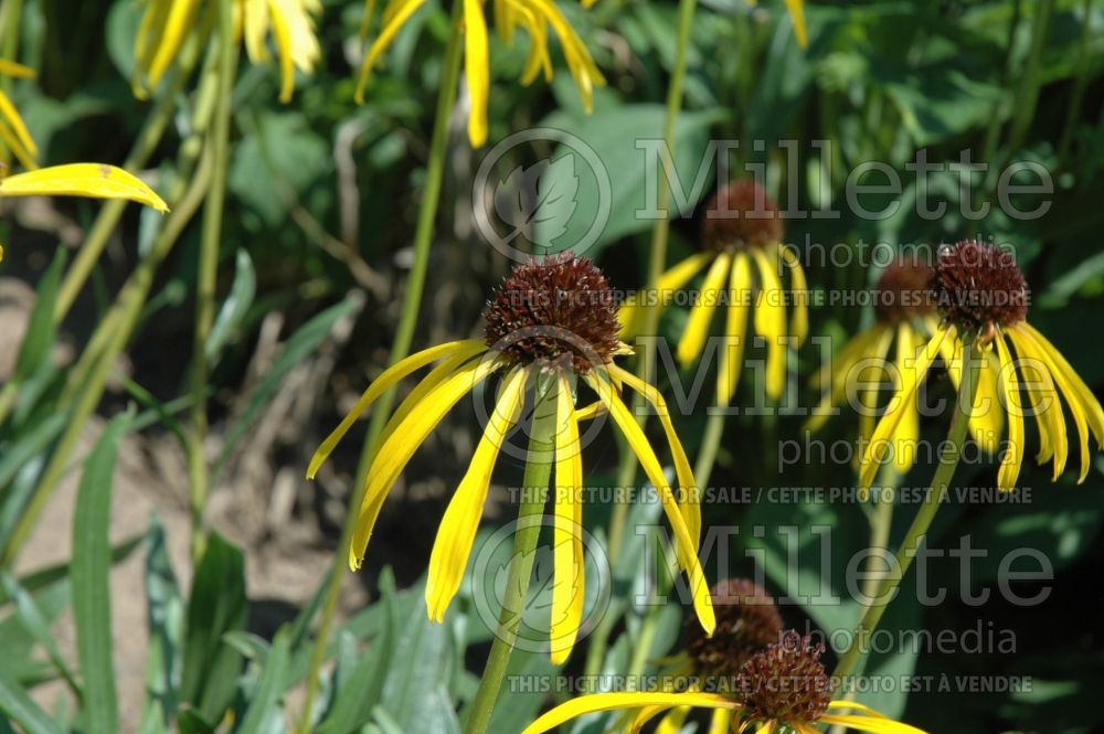 Echinacea paradoxa (Coneflower) 8 