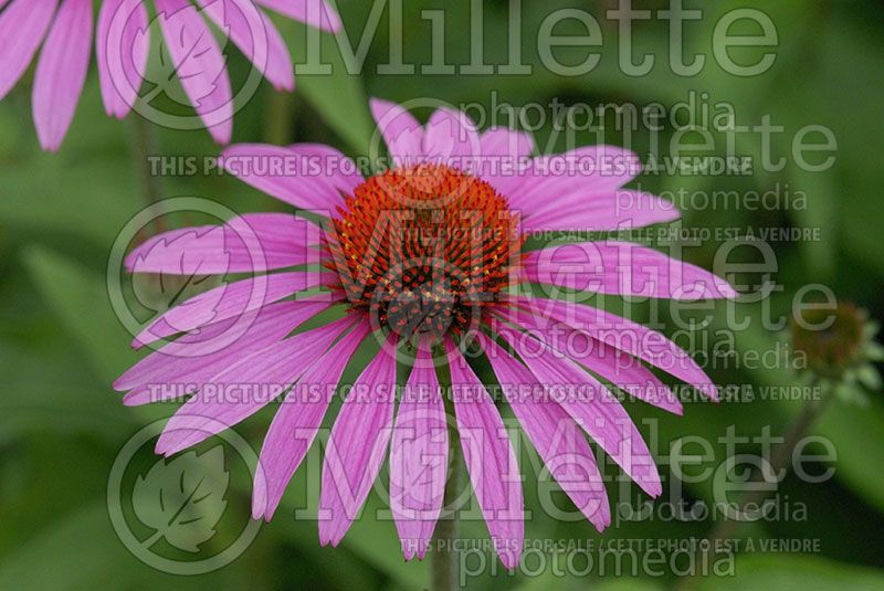 Echinacea Pica Bella (Coneflower) 1