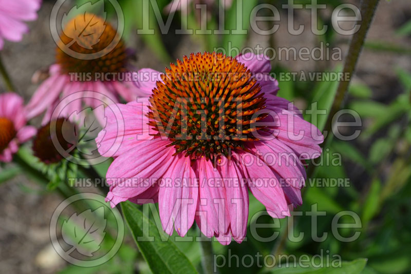 Echinacea Pink Passion (Coneflower) 1