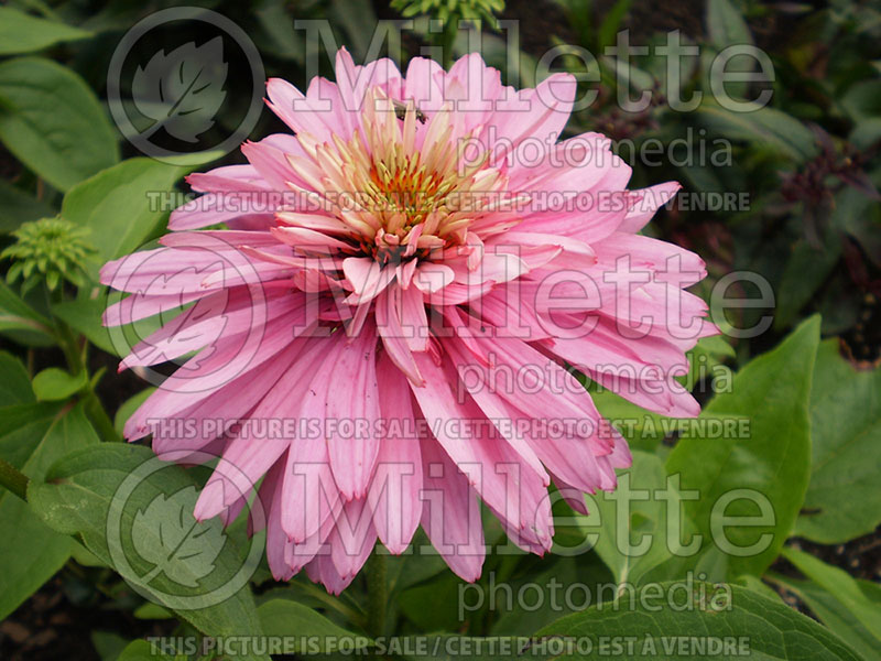 Echinacea Pink Poodle (Coneflower) 1