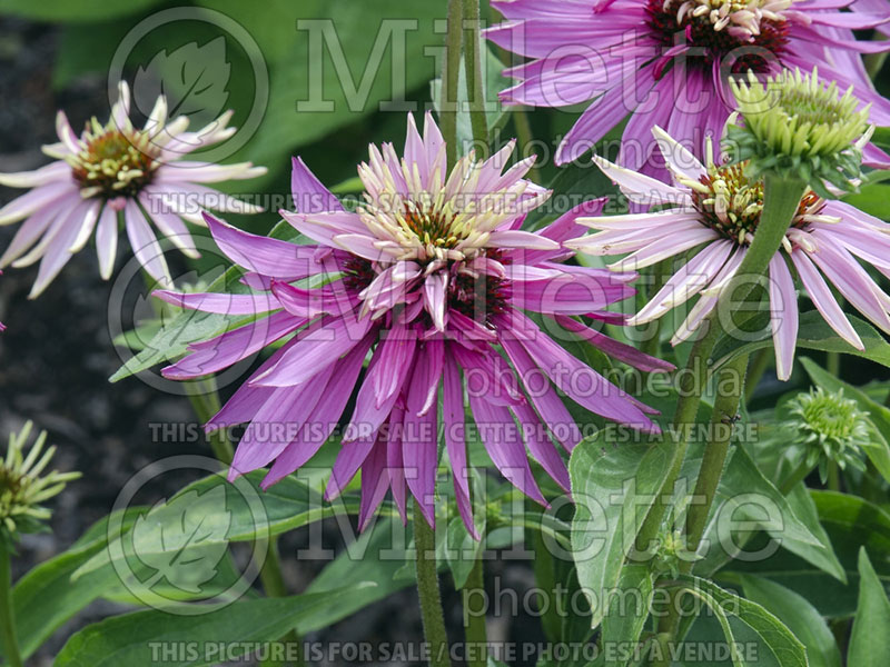 Echinacea Pomegranate (Coneflower) 1 