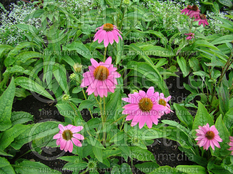 Echinacea PowWow Wild Berry (Coneflower) 7 