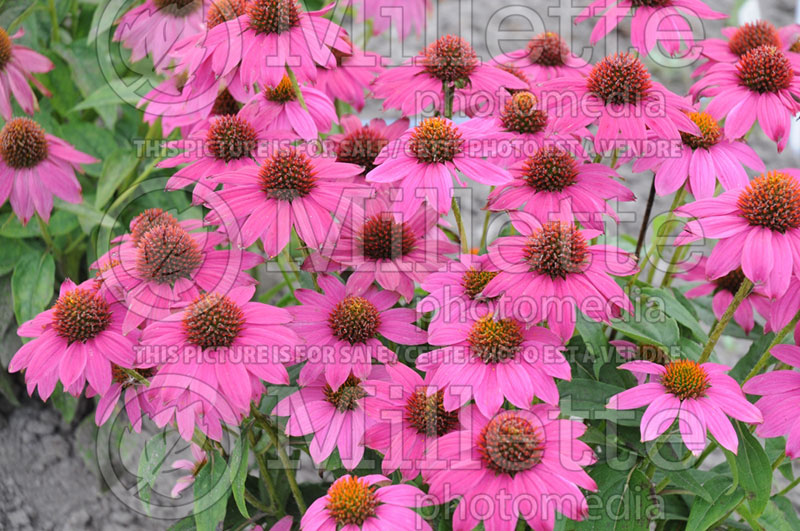 Echinacea PowWow Wild Berry (Coneflower) 6 