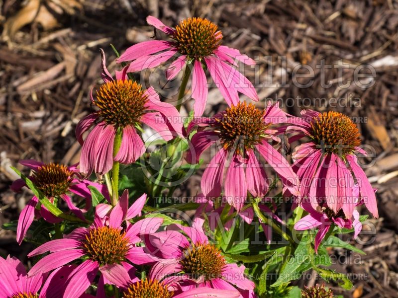 Echinacea PowWow Wild Berry (Coneflower) 13 