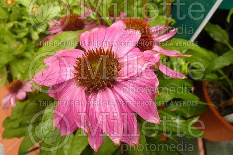 Echinacea PowWow Wild Berry (Coneflower) 3 