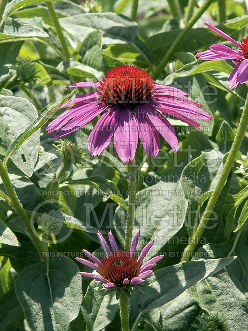 Echinacea PowWow Wild Berry (Coneflower) 5 