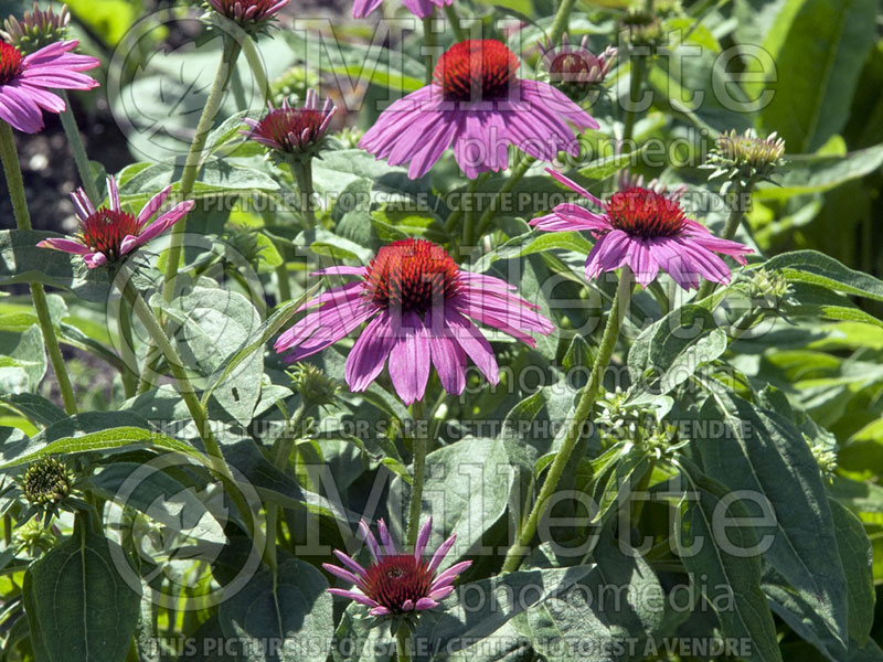 Echinacea PowWow Wild Berry (Coneflower) 4 